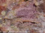 Click Here for Larger Petterdite Image