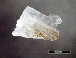 Click Here for Larger Calciborite Image