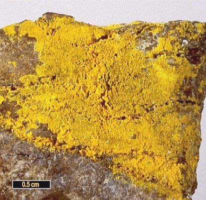 Large Metaschoderite Image