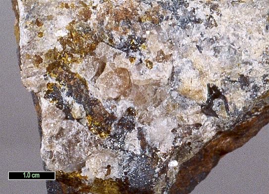 Large Trimerite Image