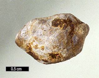 Large Bismite Image