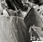Click Here for Larger Turanite Image