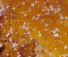 Large Arsenogoyazite Image