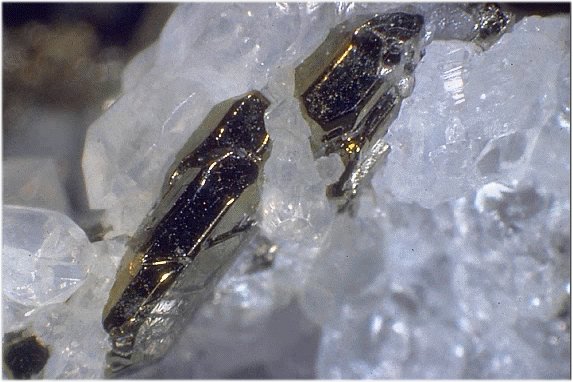 Large Krennerite Image