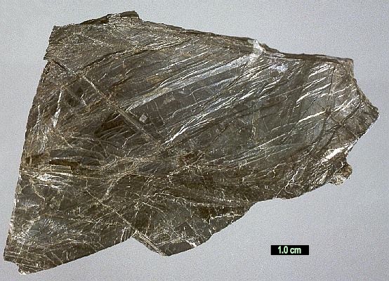 Large Hydrobiotite Image