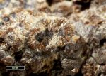 Click Here for Larger Orlymanite Image