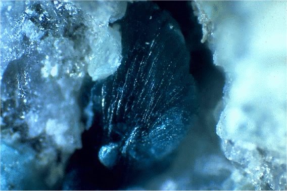 Large Tyrolite Image