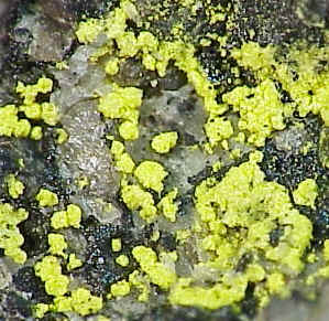 Large Urancalcarite Image